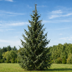 Smrek balkánsky (Picea omorika) – výška 80-100 cm, kont. C12L